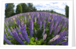 Russel Lupine in large field in Olso Norway near the airport. by Anonymous