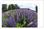 Russel Lupine in large field in Olso Norway near the airport. by Anonymous
