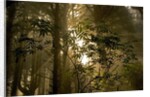 Fog in Sitka Spruce on Oregon Coast by Anonymous