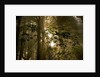 Fog in Sitka Spruce on Oregon Coast by Anonymous