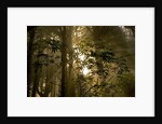 Fog in Sitka Spruce on Oregon Coast by Anonymous