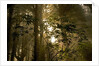 Fog in Sitka Spruce on Oregon Coast by Anonymous