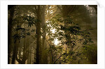 Fog in Sitka Spruce on Oregon Coast by Anonymous