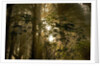Fog in Sitka Spruce on Oregon Coast by Anonymous