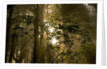 Fog in Sitka Spruce on Oregon Coast by Anonymous