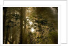 Fog in Sitka Spruce on Oregon Coast by Anonymous