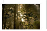 Fog in Sitka Spruce on Oregon Coast by Anonymous