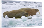 Walrus on Pack Ice on Spitsbergen Island by Anonymous