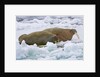 Walrus on Pack Ice on Spitsbergen Island by Anonymous