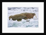 Walrus on Pack Ice on Spitsbergen Island by Anonymous