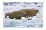Walrus on Pack Ice on Spitsbergen Island by Anonymous