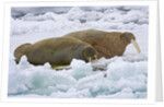 Walrus on Pack Ice on Spitsbergen Island by Anonymous