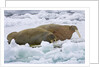 Walrus on Pack Ice on Spitsbergen Island by Anonymous