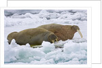 Walrus on Pack Ice on Spitsbergen Island by Anonymous