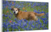 Dog in Field of Blue Bonnets by Anonymous