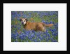 Dog in Field of Blue Bonnets by Anonymous