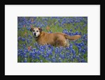 Dog in Field of Blue Bonnets by Anonymous