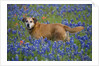Dog in Field of Blue Bonnets by Anonymous