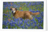 Dog in Field of Blue Bonnets by Anonymous