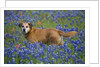 Dog in Field of Blue Bonnets by Anonymous