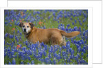 Dog in Field of Blue Bonnets by Anonymous