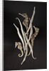 Dried Seahorses and Pipefish by Anonymous