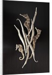 Dried Seahorses and Pipefish by Anonymous