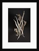 Dried Seahorses and Pipefish by Anonymous