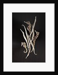 Dried Seahorses and Pipefish by Anonymous