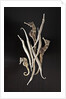 Dried Seahorses and Pipefish by Anonymous