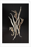 Dried Seahorses and Pipefish by Anonymous