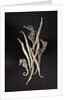 Dried Seahorses and Pipefish by Anonymous