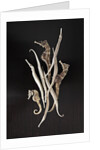 Dried Seahorses and Pipefish by Anonymous