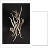 Dried Seahorses and Pipefish by Anonymous