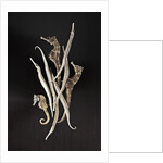 Dried Seahorses and Pipefish by Anonymous