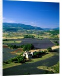 Lavender Fields and Green Valley by Anonymous