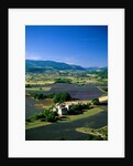 Lavender Fields and Green Valley by Anonymous