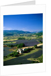Lavender Fields and Green Valley by Anonymous