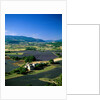 Lavender Fields and Green Valley by Anonymous