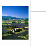 Lavender Fields and Green Valley by Anonymous