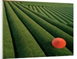 Umbrella in Tea Fields by Anonymous