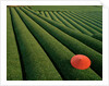 Umbrella in Tea Fields by Anonymous