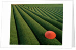 Umbrella in Tea Fields by Anonymous