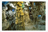 Inside Grotto of Thien Cung Cave by Anonymous