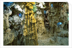Inside Grotto of Thien Cung Cave by Anonymous