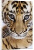 Tiger Cub by Anonymous