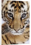 Tiger Cub by Anonymous