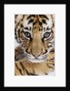 Tiger Cub by Anonymous