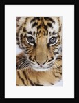 Tiger Cub by Anonymous