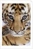 Tiger Cub by Anonymous